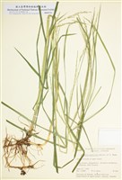 藏品(優雅甜茅)的圖片